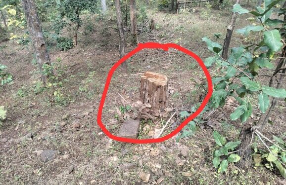 बानापुरा रेंज के आदिवासी अंचल क्षेत्र में सागौन सहित इमारती पेड़ों की अवैध कटाई जोरों पर,वन तस्कर खुलेआम शासन के नियमों की उड़ा रहे धज्जियां,वन विभाग के जिम्मेदार हैं क्यों मौन बड़ा सवाल…?