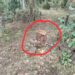 बानापुरा रेंज के आदिवासी अंचल क्षेत्र में सागौन सहित इमारती पेड़ों की अवैध कटाई जोरों पर,वन तस्कर खुलेआम शासन के नियमों की उड़ा रहे धज्जियां,वन विभाग के जिम्मेदार हैं क्यों मौन बड़ा सवाल…?