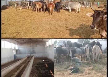 आवारा मवेशियों से भी बत्तर ब्रजधाम गौशाला,,, हालात
