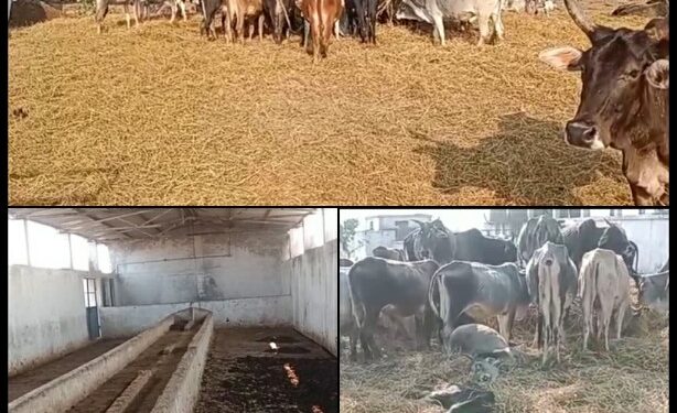 आवारा मवेशियों से भी बत्तर ब्रजधाम गौशाला,,, हालात
