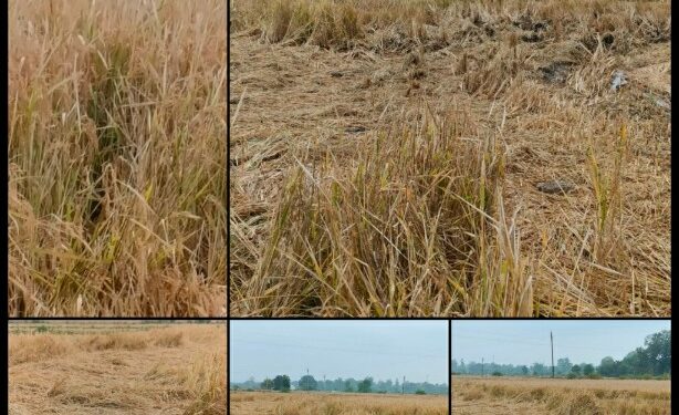 यहाँ! 50 एकड़ में अब भी खड़ी है धान की फसल, कटाई के लिए करना पड़ रहा इंतजार रबी सीजन में बोई जाने वाली फसलों में पड़ रहा असर, बेमौसम बारिश ने किसानों की बढ़ाई चिंता, खेतों में नमी होने से नहीं हो पाई कटाई अब जमीन पर भी पसर गई