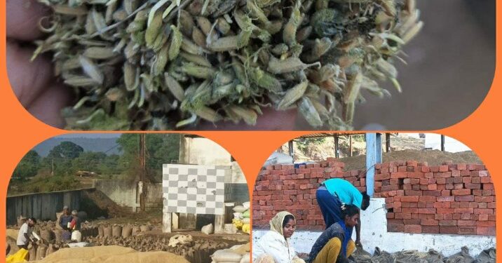 फफूंद लगी और अंकुरित धान को उपज में मिलाकर केंद्र प्रभारी कर रहा तौलाई,अनियमितता पर पिछले दफा हो चुकी है कार्रवाई