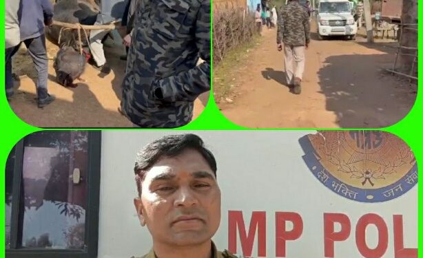 *जंगली जानवरों के शिकार के लिए रखे थे देशी बम, एक भैंस की मौत, पुलिस की सक्रियता से टली जनहानि* *सूचना मिलते ही हरकत में आई विजयराघवगढ़ पुलिस, 31 नग सुअर मार बम सहित आरोपी गिरफ्तार*