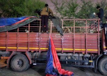 *राजनांदगाॅव पुलिस की कार्यवाही। टाटा आयशर ट्रक सहित 38 नग मवेशियों को पुलिस ने किया जप्त*