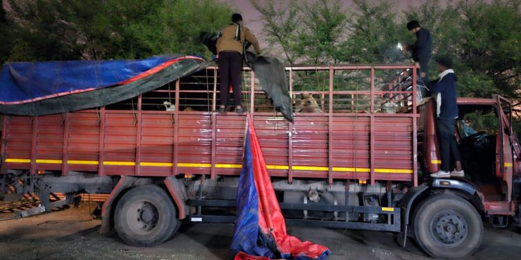 *राजनांदगाॅव पुलिस की कार्यवाही। टाटा आयशर ट्रक सहित 38 नग मवेशियों को पुलिस ने किया जप्त*