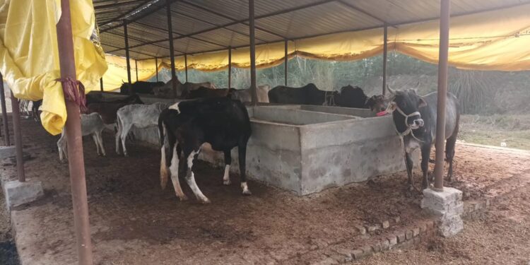 *कड़ाके की ठंड को देखते हुए गौशाला में नहीं है गायों के खाने का उचित प्रबंध*