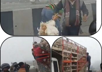 नेशनल हाईवे पर हादसे के बाद मुर्गों की लूट