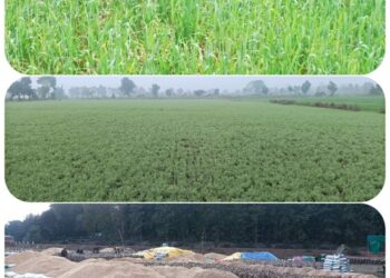 सर्द हवाओं से बढ़ी ठंड,किसानों को सताने लगी फसल नुकसान की चिंता  गेंहू और आलू के पौधे का रंग होने लगा पीला, चना, अलसी और सरसों की फसलों में भी इल्ली का माहू का बढ़ा खतरा, बीते दो दिनों से छा रहा घना कोहरा