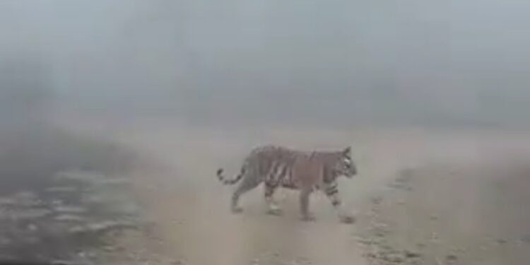 पन्ना टाइगर रिजर्व में सुबह के वक्त सफारी करने गए पर्यटकों को एक साथ दिखे 5 बाघ,कोहरे के बीच  रोमांचक नज़ारा देखे VIDEO
