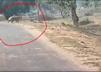उमरिया गांव में दिखा बाघ, दहशत में ग्रामीण, बांधवगढ टाइगर रिज़र्व के धमोखर वन परिक्षेत्र के ग्राम बड़वार के रिहायशी क्षेत्र में बाघ की मूवमेंट, लोगों ने किया कैमरे में कैद, देखे VIDEO