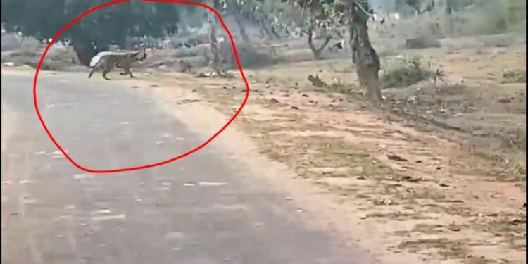 उमरिया गांव में दिखा बाघ, दहशत में ग्रामीण, बांधवगढ टाइगर रिज़र्व के धमोखर वन परिक्षेत्र के ग्राम बड़वार के रिहायशी क्षेत्र में बाघ की मूवमेंट, लोगों ने किया कैमरे में कैद, देखे VIDEO