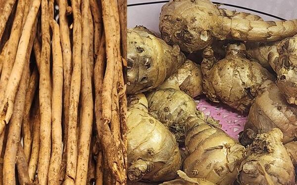 दुर्लभ जड़ी-बूटियों की विशाल संपदा देख अभिभूत हो गए लोग