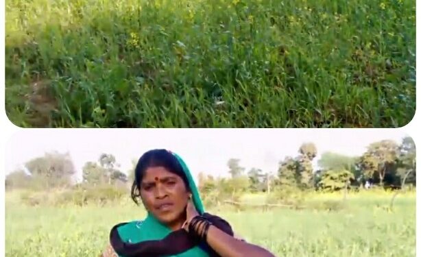*ग्राम पिपरा में मवेशियों की वजह से फसल हुई नष्ट चंदा बाई शासन प्रशासन से लगा रही मदद की गुहार*  दुखयारी महिला की दास्तान सुनने वाला कोई नही VIDEO