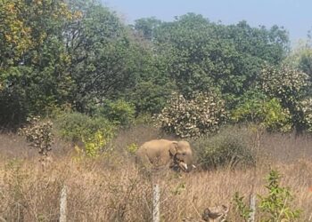 जंगली हाथी के हमले से ग्रामीण की मौत