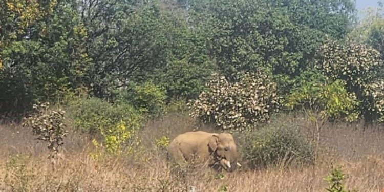 जंगली हाथी के हमले से ग्रामीण की मौत