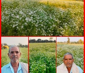 आधुनिक तरीके से धनिया की खेती अधिक मुनाफा कमा कर किसान