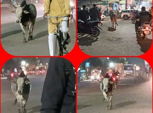 बीच सड़क मवेशियों का जमावड़ा.आए दिन हो रही घटनाएं हांका गेंग नदारत