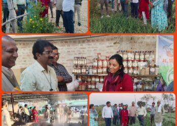 कलेक्टर श्री मति शीतला पटले द्वारा रबी फसलों का अवलोकन