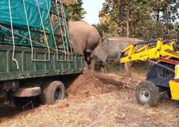 उमरिया बांधवगढ़ टाइगर रिजर्व की रेस्क्यू टीम ने अनुपपुर के जैतहरी परिक्षेत्र के गोबरी बीट के आर एफ 302 से जंगली हाथी का किया रेस्क्यू देखे VIDEO