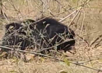 उमरिया बांधवगढ़ टाइगर रिजर्व के मगधी जोन मे मादा भालू अपने दो बच्चों के साथ जंगल में सैर में निकली देखे VIDEO