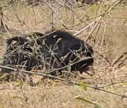 उमरिया बांधवगढ़ टाइगर रिजर्व के मगधी जोन मे मादा भालू अपने दो बच्चों के साथ जंगल में सैर में निकली देखे VIDEO