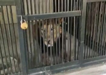 शेर के हमले से एक शख्‍स की दर्दनाक मौत