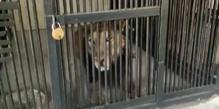 शेर के हमले से एक शख्स की दर्दनाक मौत