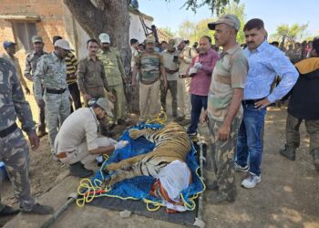 सिझौरा परिक्षेत्र में बाघ का किया गया रेस्‍क्‍यू