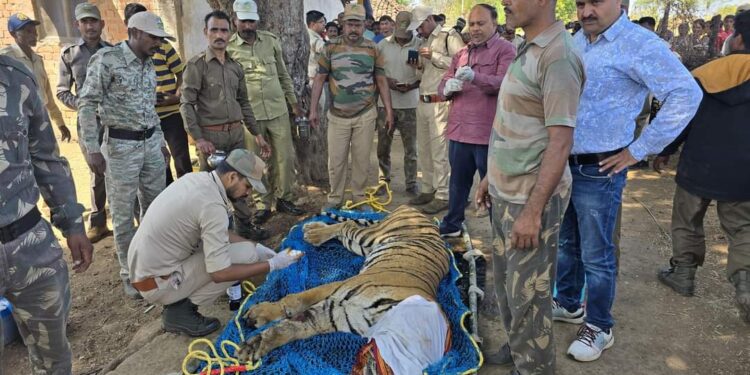 सिझौरा परिक्षेत्र में बाघ का किया गया रेस्‍क्‍यू