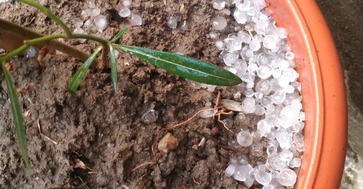 बिना मौसम के तेज हवा बारिश के साथ अचानक हुई ओले वृष्ठी, मौसम के बदलाव मे बच्चे ,बुजुर्गो के बिगड़ रहे सेहत