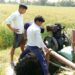 तिर्वा राजवाहा में कई दिनों से पानी ना छोड़े जाने से किसान परेशान नहर विभाग के अधिकारियों की बड़ी लापरवाही