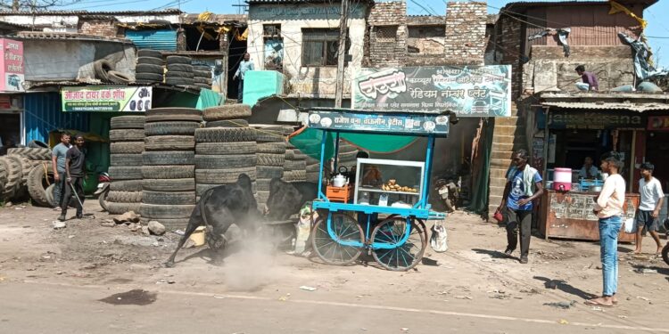 बस स्टैंड के सामने लड़े दो नंदी महाराज , सड़क किनारे लगे दुकानों का हुआ नुकशान