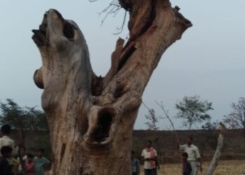 कटनी जिले के बाकल क्षेत्र के बरतरा गांव में देर शाम आकाशीय बिजली गिरने से पांच बकरियों की मौत। चरवाहा बालिका गंभीर,जबलपुर मेडिकल रेफर।