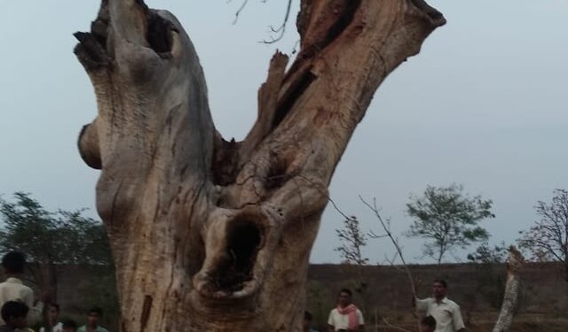 कटनी जिले के बाकल क्षेत्र के बरतरा गांव में देर शाम आकाशीय बिजली गिरने से पांच बकरियों की मौत। चरवाहा बालिका गंभीर,जबलपुर मेडिकल रेफर।