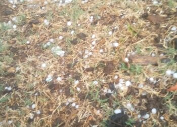 तेज बारिश और ओलो के चलते फसल हुई बर्बाद किसानों ने विधायक से लगाई गुहार।