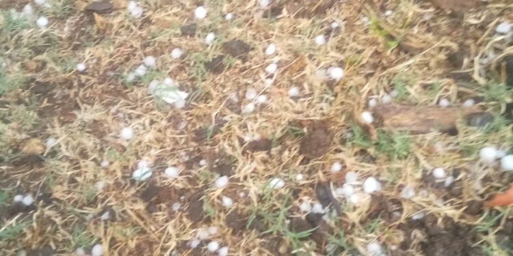 तेज बारिश और ओलो के चलते फसल हुई बर्बाद किसानों ने विधायक से लगाई गुहार।