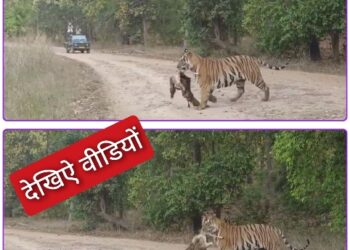 उमरिया बांधवगढ़ टाइगर रिजर्व के ताला जोन में बजरंग बाघ अपने जबड़े में शिकार को लेकर जंगल की ओर दौड़ लगा दिया, पर्यटक हुए रोमांचित।