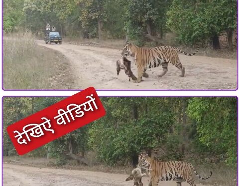 उमरिया बांधवगढ़ टाइगर रिजर्व के ताला जोन में बजरंग बाघ अपने जबड़े में शिकार को लेकर जंगल की ओर दौड़ लगा दिया, पर्यटक हुए रोमांचित।