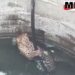गहरे कुएं में गिरा तेंदुआ, स्थानीय लोगों ने दी वन विभाग को सूचना, 2 घंटे की मशक्कत के बाद किया गया रेस्क्यू