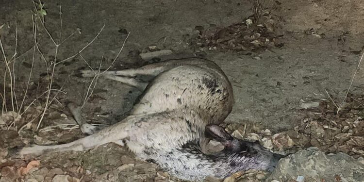 तेंदुए के खदेड़ने से सांभर की मौत, पीएम के बाद किया दाह संस्कार