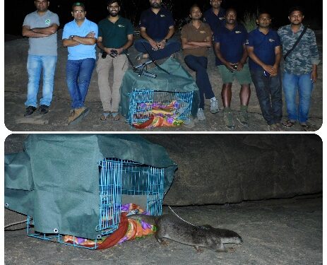 सतपुड़ा टाइगर रिजर्व में ऊदबिलाव (Otter) को अध्ययन हेतु रेडियों चिप लगाया गया