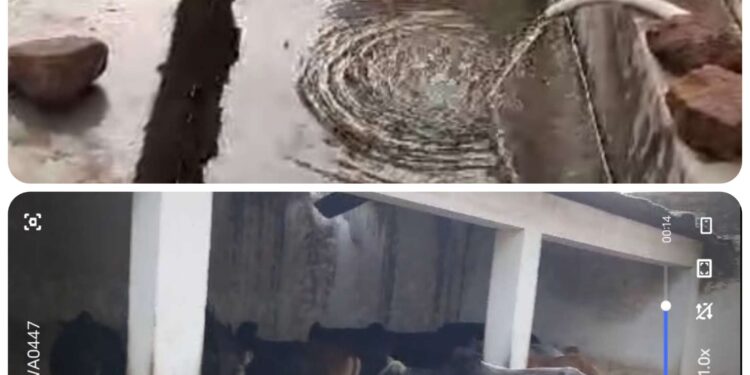 झिंझरी स्थित कांजी हाऊस में मवेशियों के लिए पर्याप्त व्यवस्था