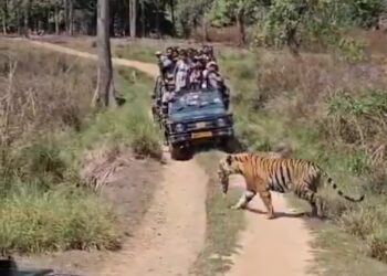 कान्हा टाइगर रिजर्व मे शावक को मुँह मे दबा सड़क पार करते दिखी मोहनी, पर्यटको ने कैमरे मे किया कैद, वायरल हुआ वीडियो