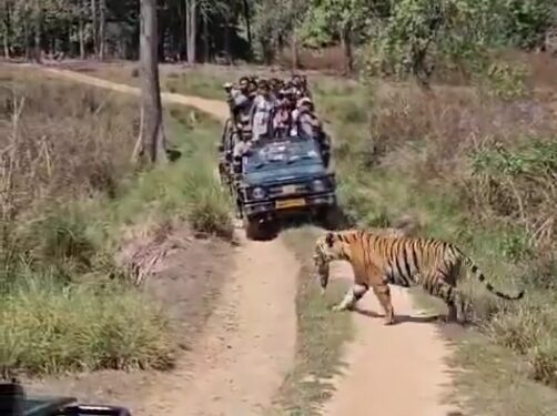 कान्हा टाइगर रिजर्व मे शावक को मुँह मे दबा सड़क पार करते दिखी मोहनी, पर्यटको ने कैमरे मे किया कैद, वायरल हुआ वीडियो
