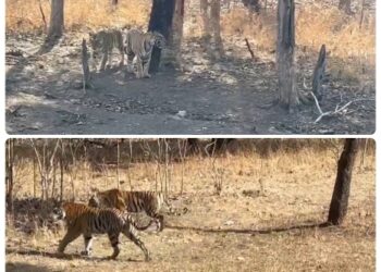 पन्ना के इन बाघों का पगडंडी पार करने का शाही अन्दाज़ देखिये, फ़िदा हो जाएँगे देखिऐ VIDEO