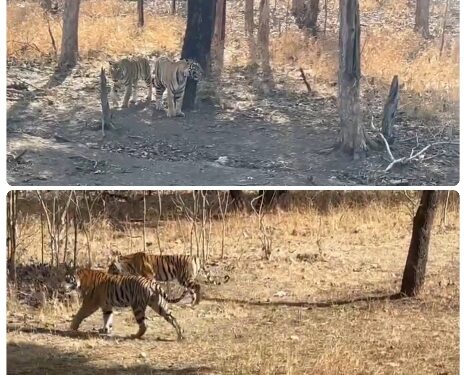 पन्ना के इन बाघों का पगडंडी पार करने का शाही अन्दाज़ देखिये, फ़िदा हो जाएँगे देखिऐ VIDEO
