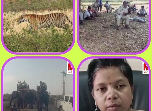 पन्ना टाइगर रिजर्व से रिहायशी इलाके में पहुंचा बाघ, खेत मे बैल का शिकार कर नाले में छिपा देखे VIDEO