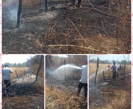 10 से 15 एकड़ खेत मे लगी आग, फायर ब्रिगेड पहुँच कर लाखों का नुकसान होने से बचाया