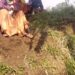 *ग्राम पंचायत खमरा के रोजगार सहायक शराब पीकर कर रहा है अभद्र व्यवहार*