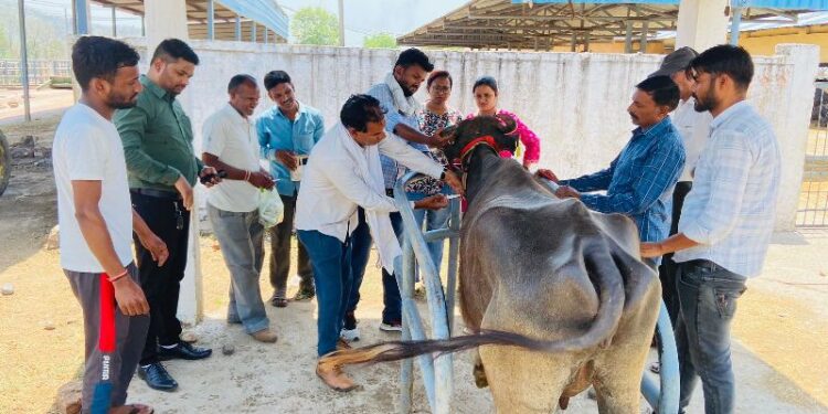 पशुपालक अपने पशुओं को मुंहखुरी रोग एवं पीपीआर रोग का टीका अवश्य लगवाऐं: उपसंचालक डॉ संजय अग्रवाल